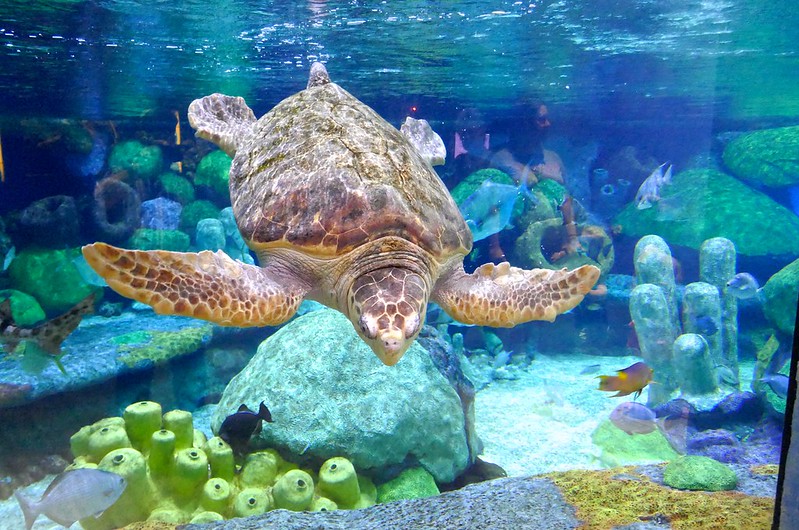 Akvarijum za kornjače